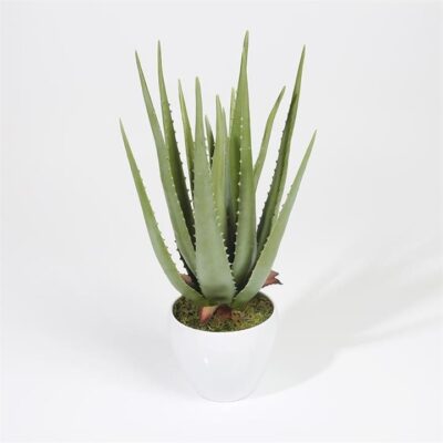 Aloe vera in pot
