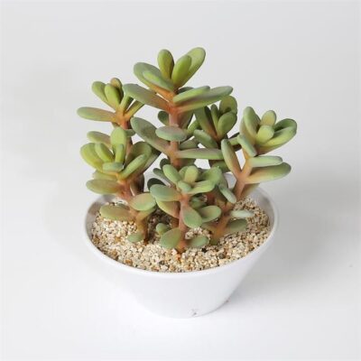 Succulent in melamine pot