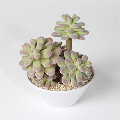 Lotus in melamine pot