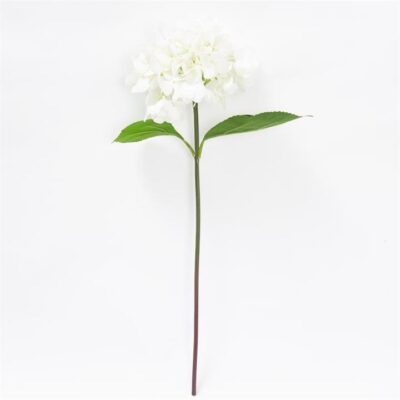 Single Hydrangea White
