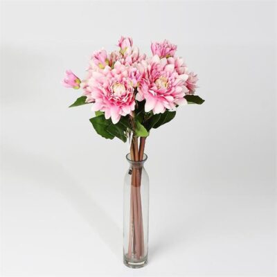 Single Dahlia Pinnata 2 Head