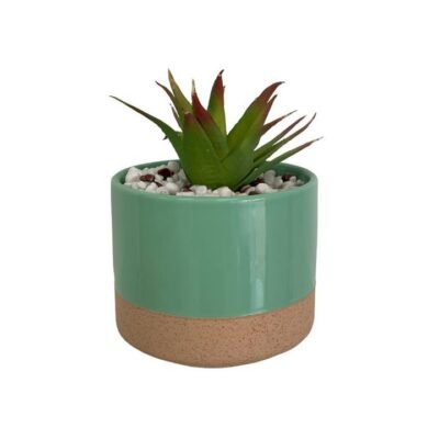 Succulent in ceramic pot