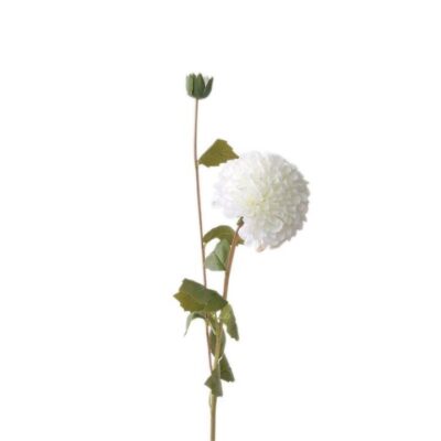 Single Dahlia 2 Head