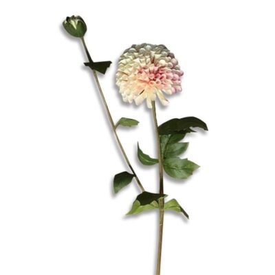 Single Dahlia 2 Head