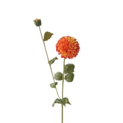 Single Dahlia 2 Head