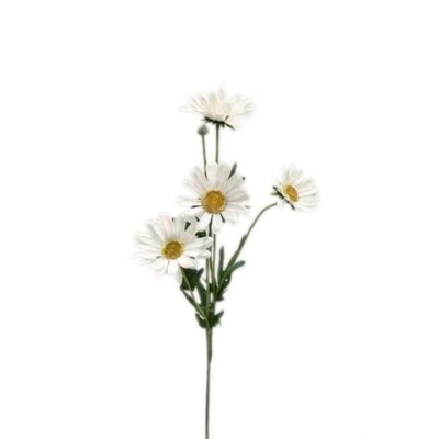 Single Mexican Chrysanthemum 5 Head