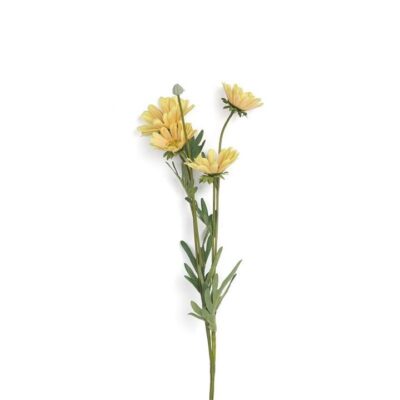 Single Mexican Chrysanthemum 5 Head