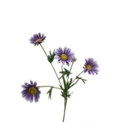 Single Mexican Chrysanthemum 5 Head