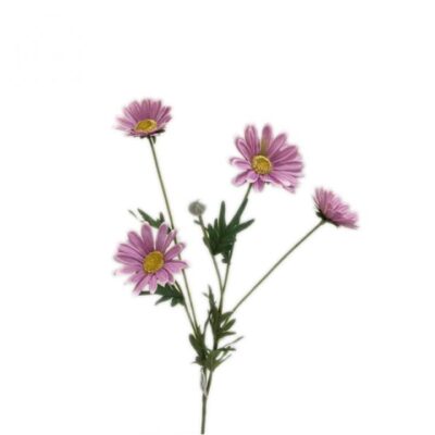 Single Mexican Chrysanthemum 5 Head