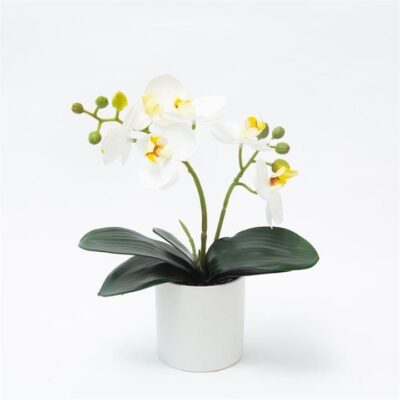 Small White Orchid White